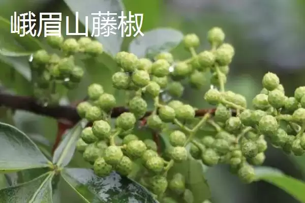 图片[9]-四川省乐山市有何特产及美誉？-会东网