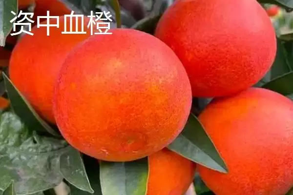 图片[5]-四川内江市资中县有何著名特产？-会东网