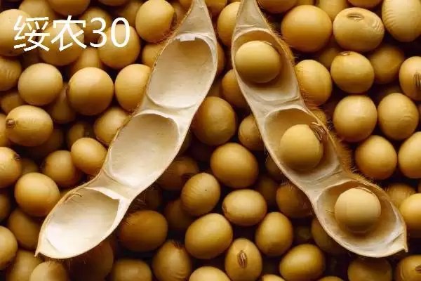 图片[4]-内蒙古大豆常见的有哪8个品种呢？-会东网