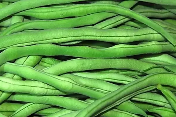 图片[3]-豆角7-8分熟时如何进行采摘？-会东网