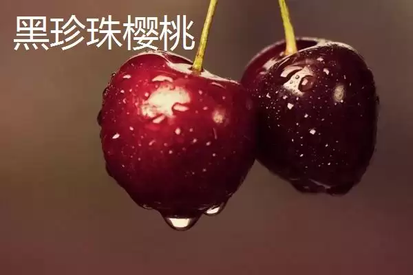 图片[3]-大红灯樱桃肉质松软有何酸甜味？-会东网