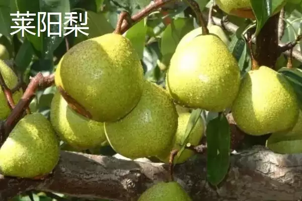 图片[15]-山东省临清市有哪些传统名吃特产？-会东网
