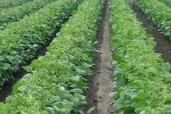 图片[5]-绿豆夏季直播技术中优良品种的关键？-会东网