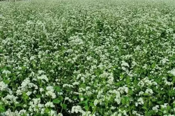 图片[10]-我国主要蜜源植物油菜分布最广？-会东网
