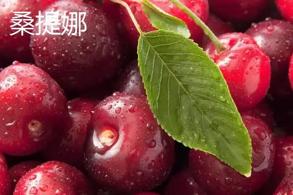 图片[13]-大红灯樱桃肉质松软有何酸甜味？-会东网