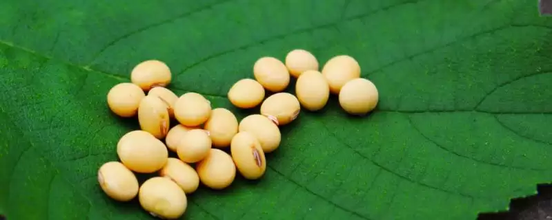 辽豆32大豆品种的亩种植密度是多少呢？-会东网