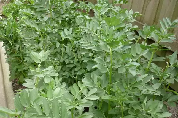 图片[7]-种植蚕豆重茬种植有何影响？-会东网