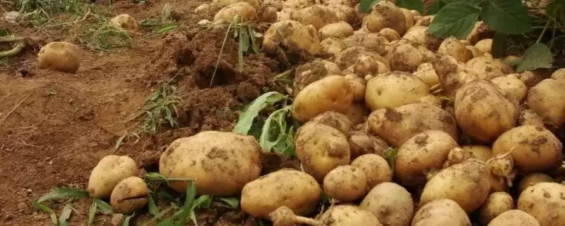 土豆喷施促花王3号如何长得好？-会东网