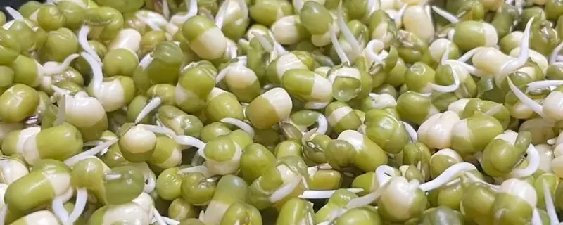 绿豆种子用60度水浸泡有何作用？-会东网