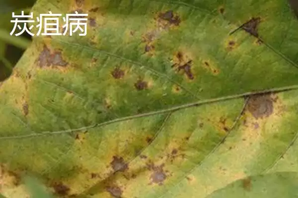 图片[5]-毛豆常见病害防治关键是抗病种？-会东网