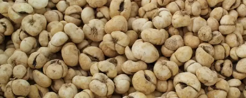 浙贝母作为多年生草本是指什么?-会东网
