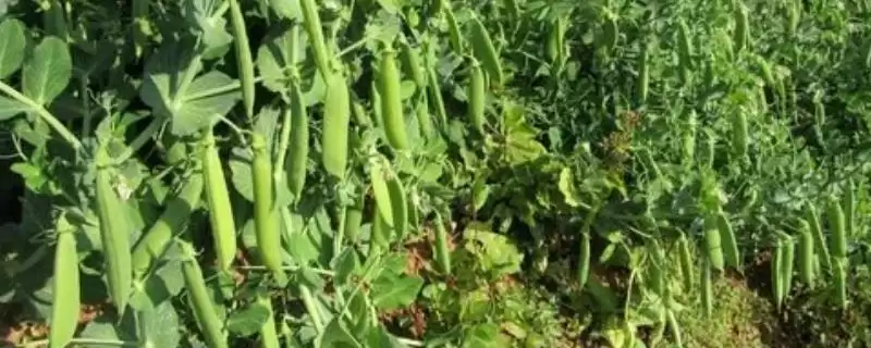 豌豆种植前如何进行催芽处理?-会东网