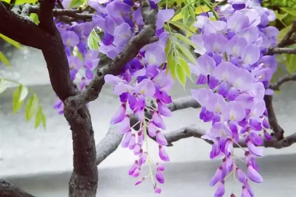 图片[2]-紫藤花寓意无私奉献有何精神？-会东网
