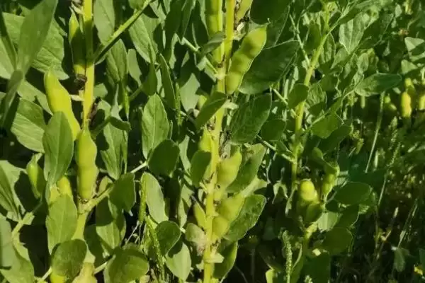 图片[4]-种植蚕豆重茬种植有何影响？-会东网