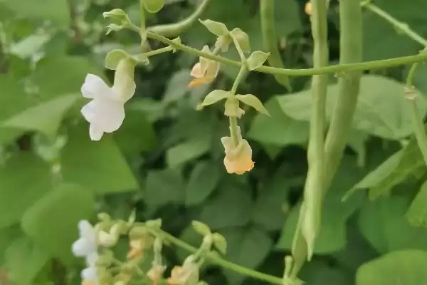 图片[4]-四季豆开花后多久进入收获期？-会东网