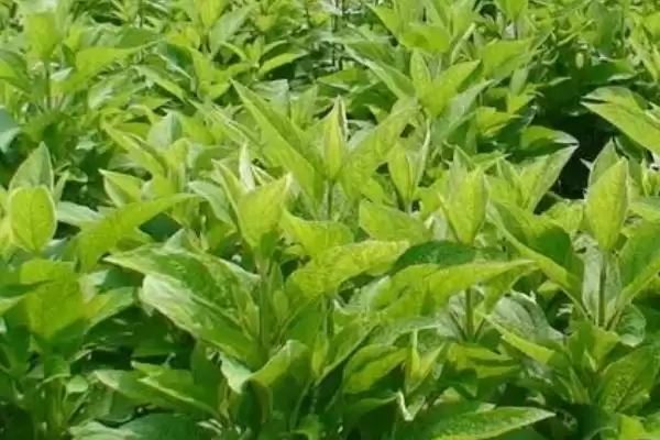 图片[3]-玄参种植如何选腐殖质沙壤土？-会东网