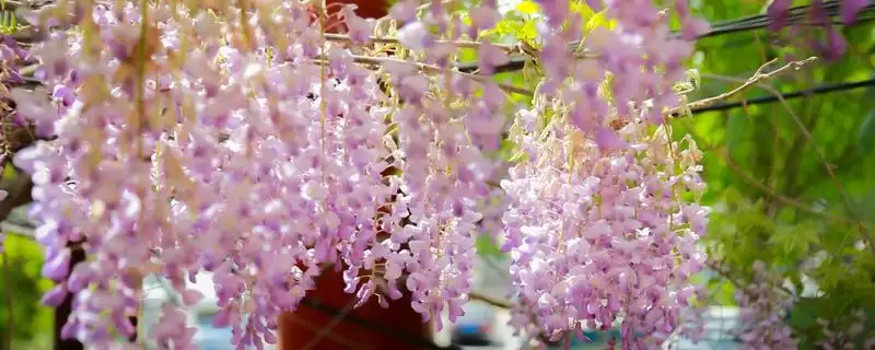 紫藤花寓意无私奉献有何精神?-会东网