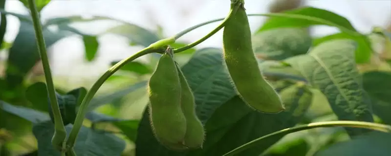 天成1号大豆种子一般何时播种？-会东网