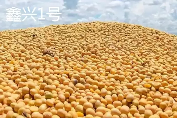 图片[9]-内蒙古大豆常见的有哪8个品种呢？-会东网