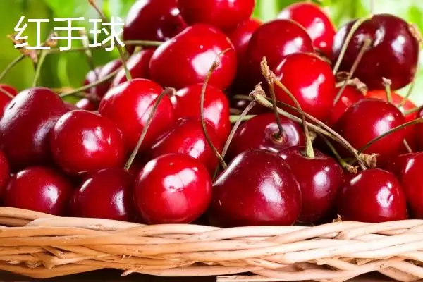 图片[14]-大红灯樱桃肉质松软有何酸甜味？-会东网