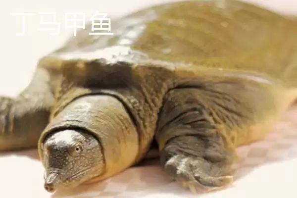图片[5]-山东省临清市有哪些传统名吃特产？-会东网