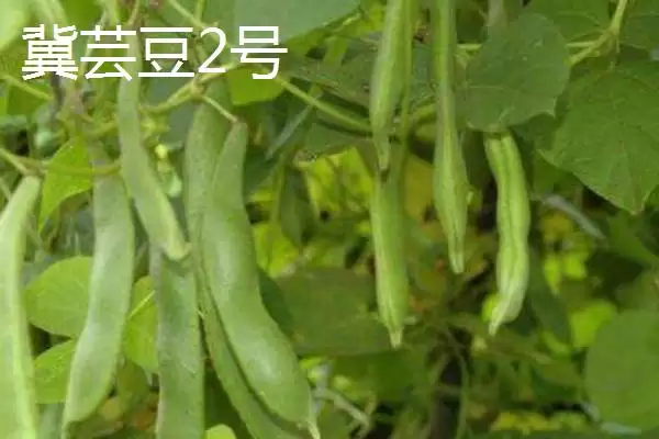 图片[4]-芸豆常见有哪些品种如芸丰627？-会东网