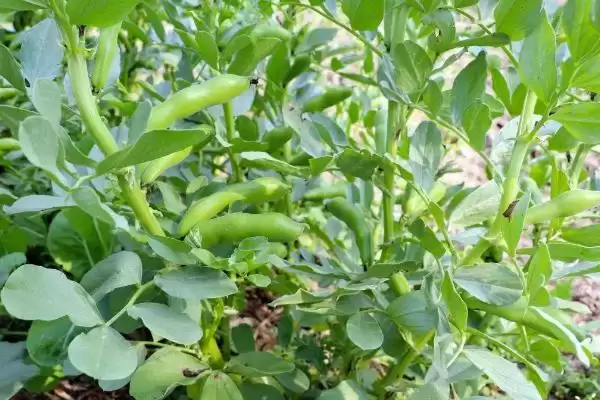 图片[6]-种植蚕豆重茬种植有何影响？-会东网