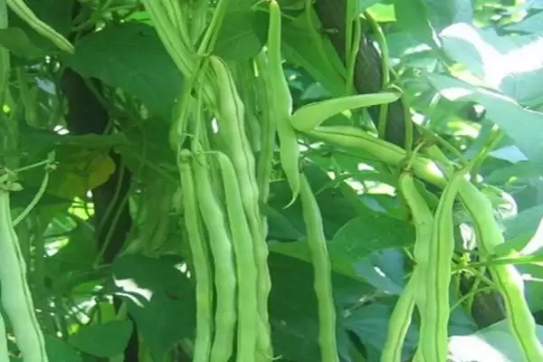 图片[3]-芸豆和豆角之间存在怎样的区别？-会东网
