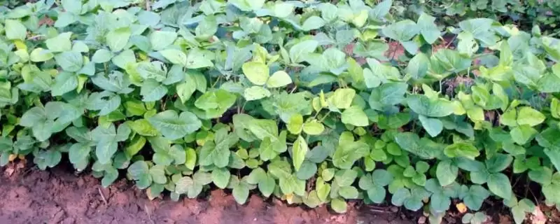石豆14大豆种亩播种量是多少?-会东网