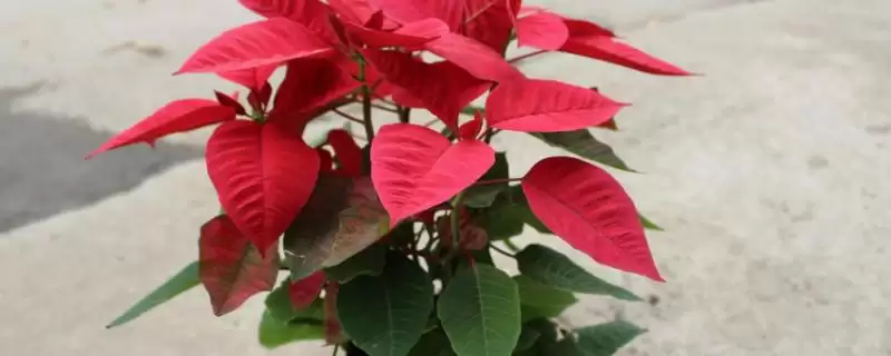 一品红幼苗期如何进行摘心剪枝？-会东网