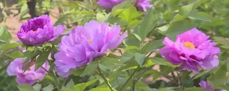 牡丹花在我国主要有几个品种群?-会东网
