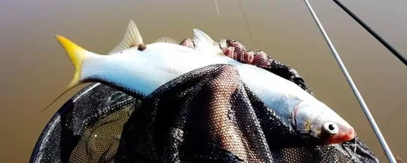 钓黄尾鱼晚上比白天好钓的原因?-会东网