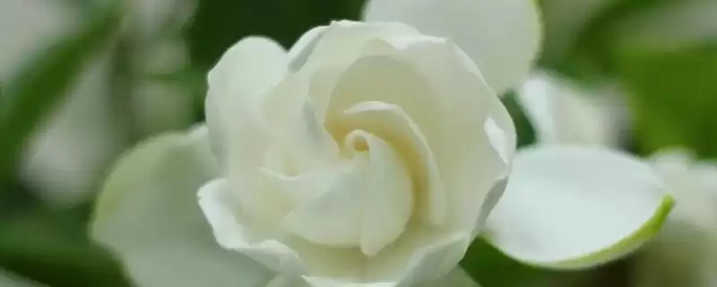 栀子花主要在夏秋何时开放呢？-会东网