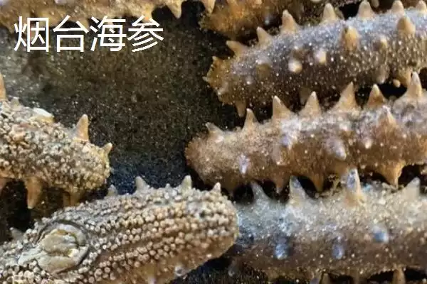 图片[16]-山东省临清市有哪些传统名吃特产？-会东网