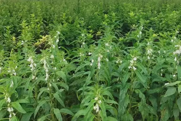 图片[4]-玄参种植如何选腐殖质沙壤土？-会东网