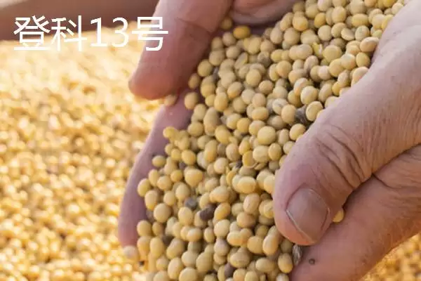 图片[7]-内蒙古大豆常见的有哪8个品种呢？-会东网