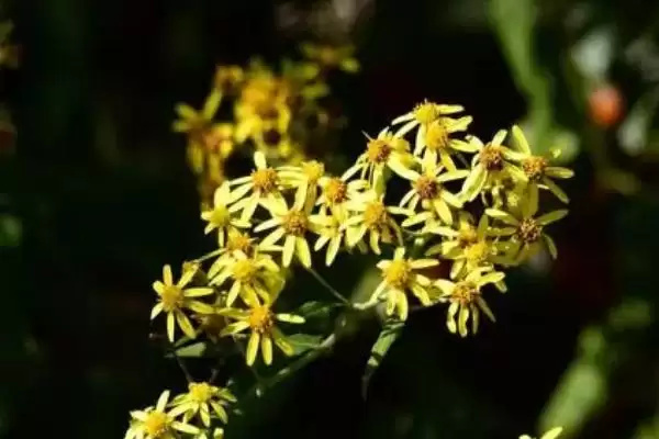 图片[4]-平安豆是九龙藤植物的种子介绍？-会东网