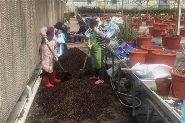 图片[5]-一品红幼苗期如何进行摘心剪枝？-会东网