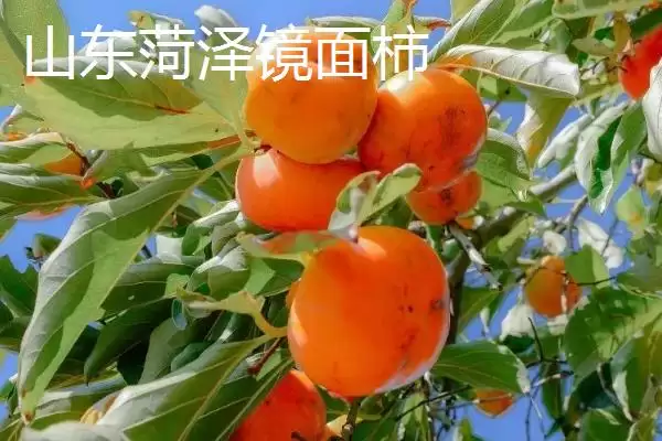 图片[6]-哪些地方产出的柿子比较好吃且有名？-会东网