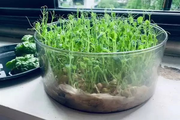 图片[3]-荷兰豆开花前追肥如何提高产量？-会东网