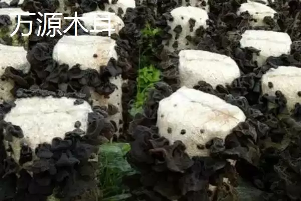 图片[9]-四川省万源市有何土特产品特产？-会东网
