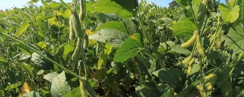 徐豆19大豆种子种植密度是多少?-会东网