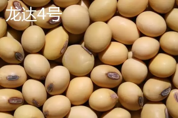 图片[5]-内蒙古大豆常见的有哪8个品种呢？-会东网