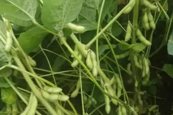 图片[3]-南农60大豆种子中等肥力亩种多少？-会东网
