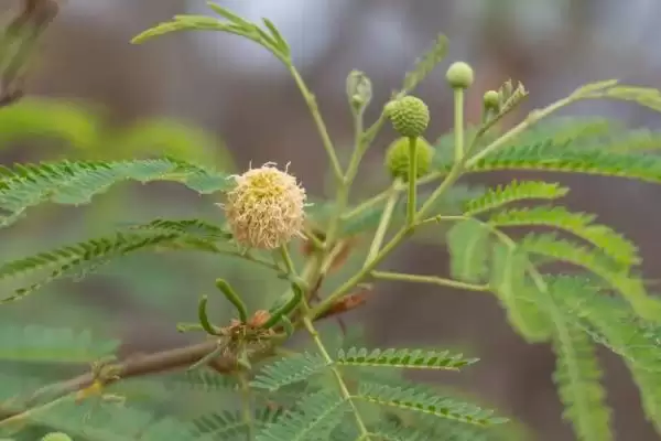 图片[3]-银合欢作为豆科灌木乔木如何介绍？-会东网