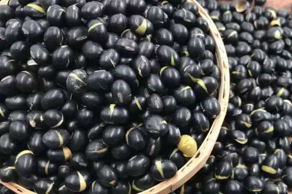 图片[2]-黑豆有苦味是因含生物碱的原因？-会东网