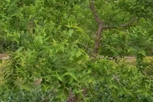 图片[4]-我国主要蜜源植物油菜分布最广？-会东网