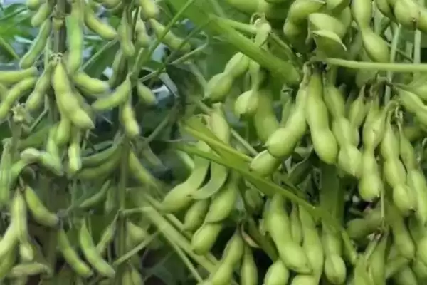图片[3]-蒙豆359大豆种子的亩种植密度是多少？-会东网