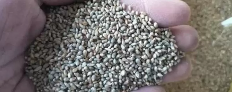 种子贮藏需做好哪3个步骤？-会东网
