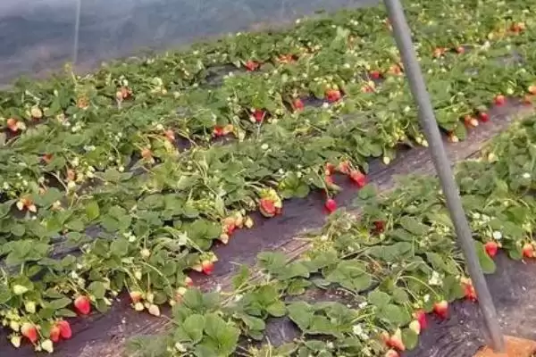 图片[2]-奶油草莓种植如何控制生长温度？-会东网